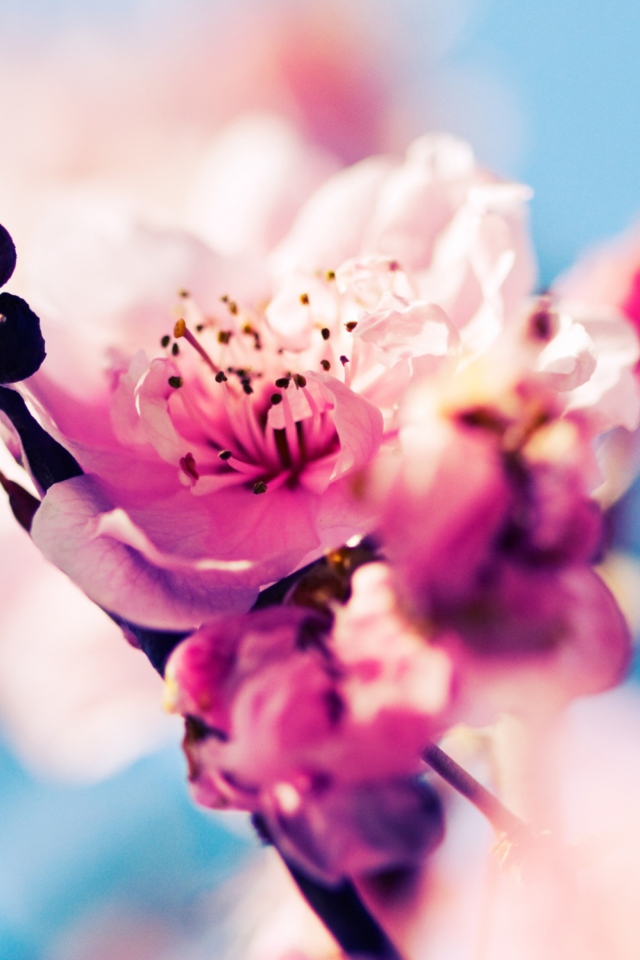 Das Beautiful Cherry Blossom Wallpaper 640x960