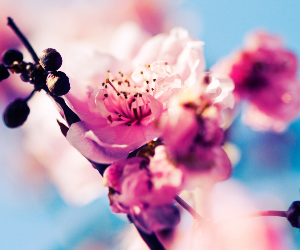 Das Beautiful Cherry Blossom Wallpaper 960x800
