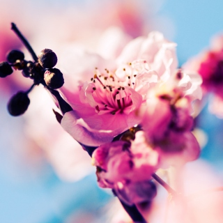Beautiful Cherry Blossom - Obrázkek zdarma pro 128x128
