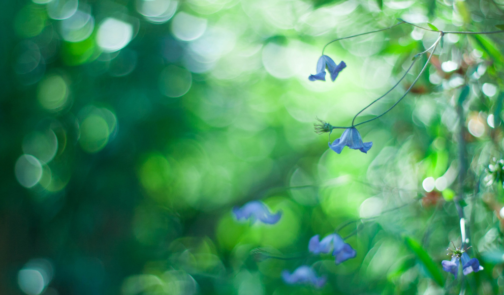 Blue Flowers Macro And Beautiful Bokeh screenshot #1 1024x600
