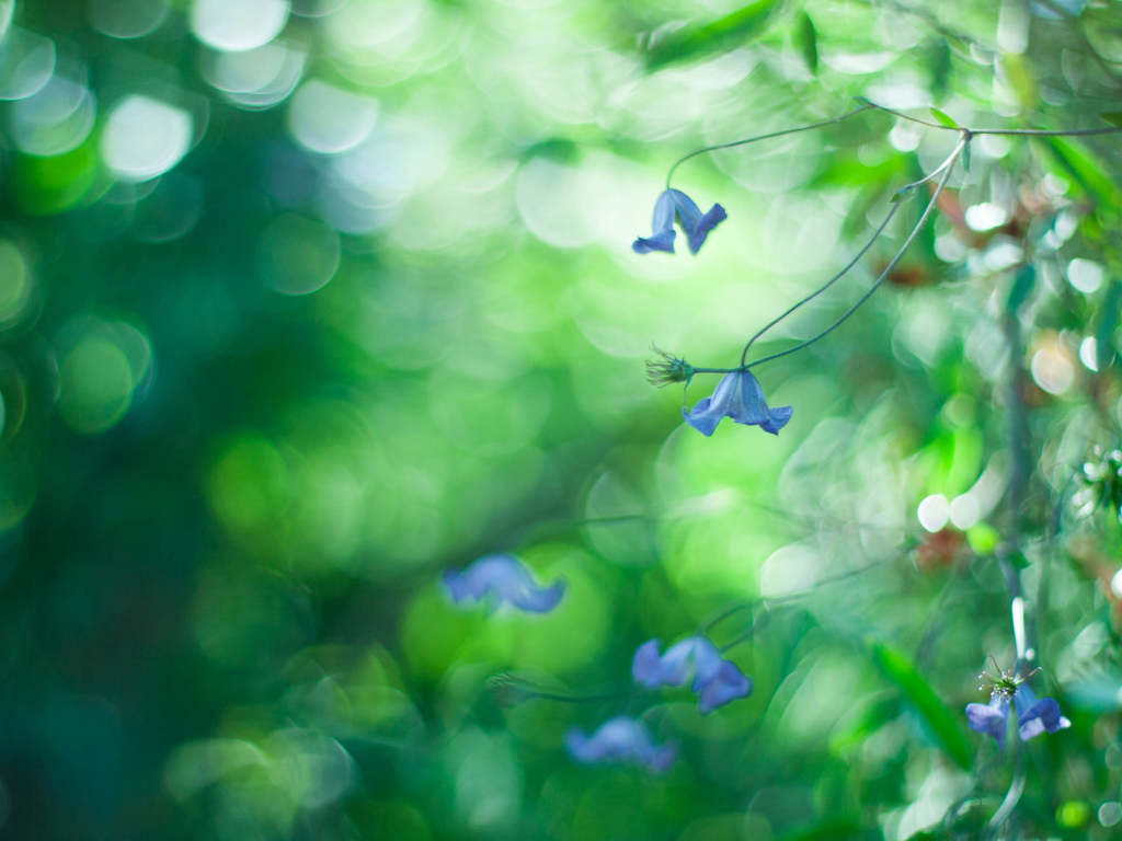 Das Blue Flowers Macro And Beautiful Bokeh Wallpaper 1024x768