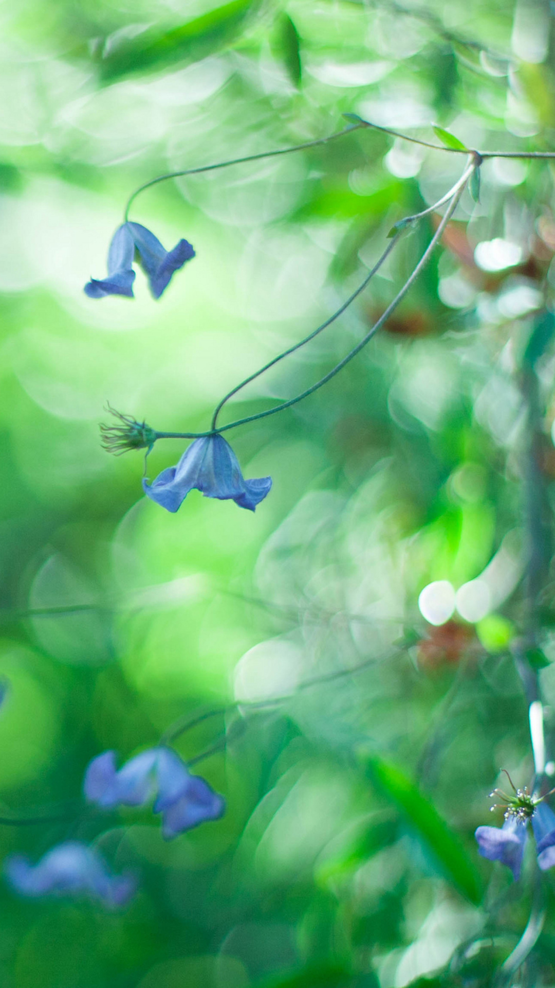 Blue Flowers Macro And Beautiful Bokeh wallpaper 1080x1920