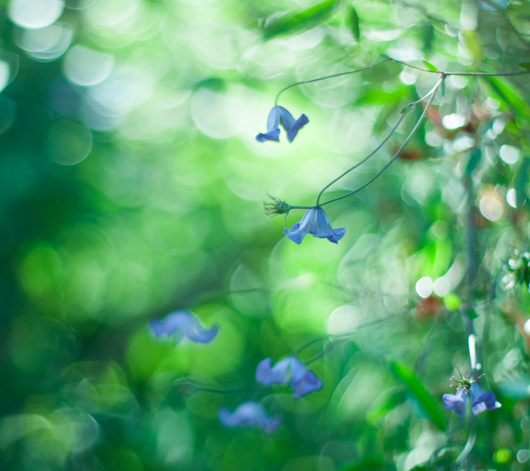 Blue Flowers Macro And Beautiful Bokeh wallpaper 1080x960