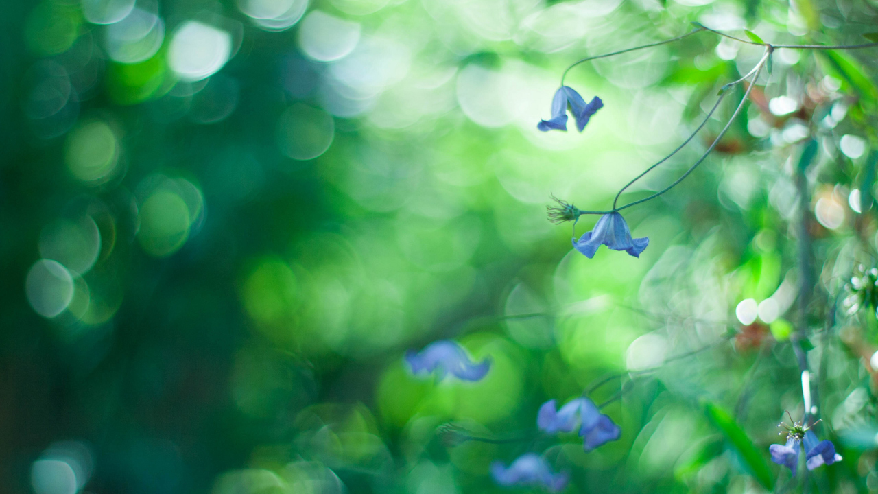 Blue Flowers Macro And Beautiful Bokeh screenshot #1 1280x720