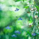 Screenshot №1 pro téma Blue Flowers Macro And Beautiful Bokeh 128x128