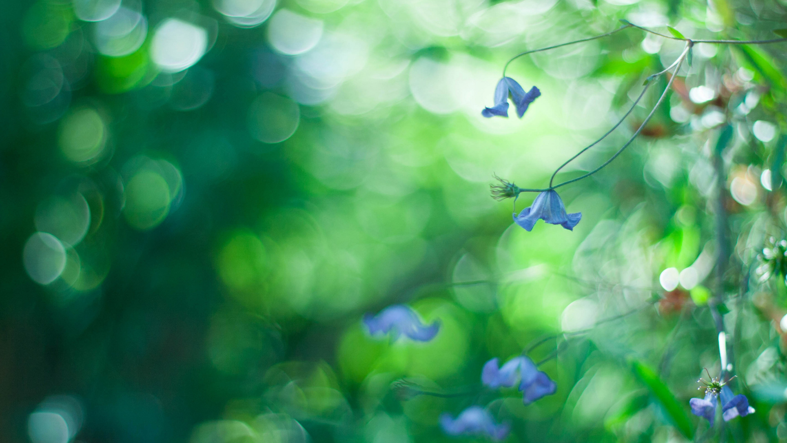 Blue Flowers Macro And Beautiful Bokeh screenshot #1 1600x900