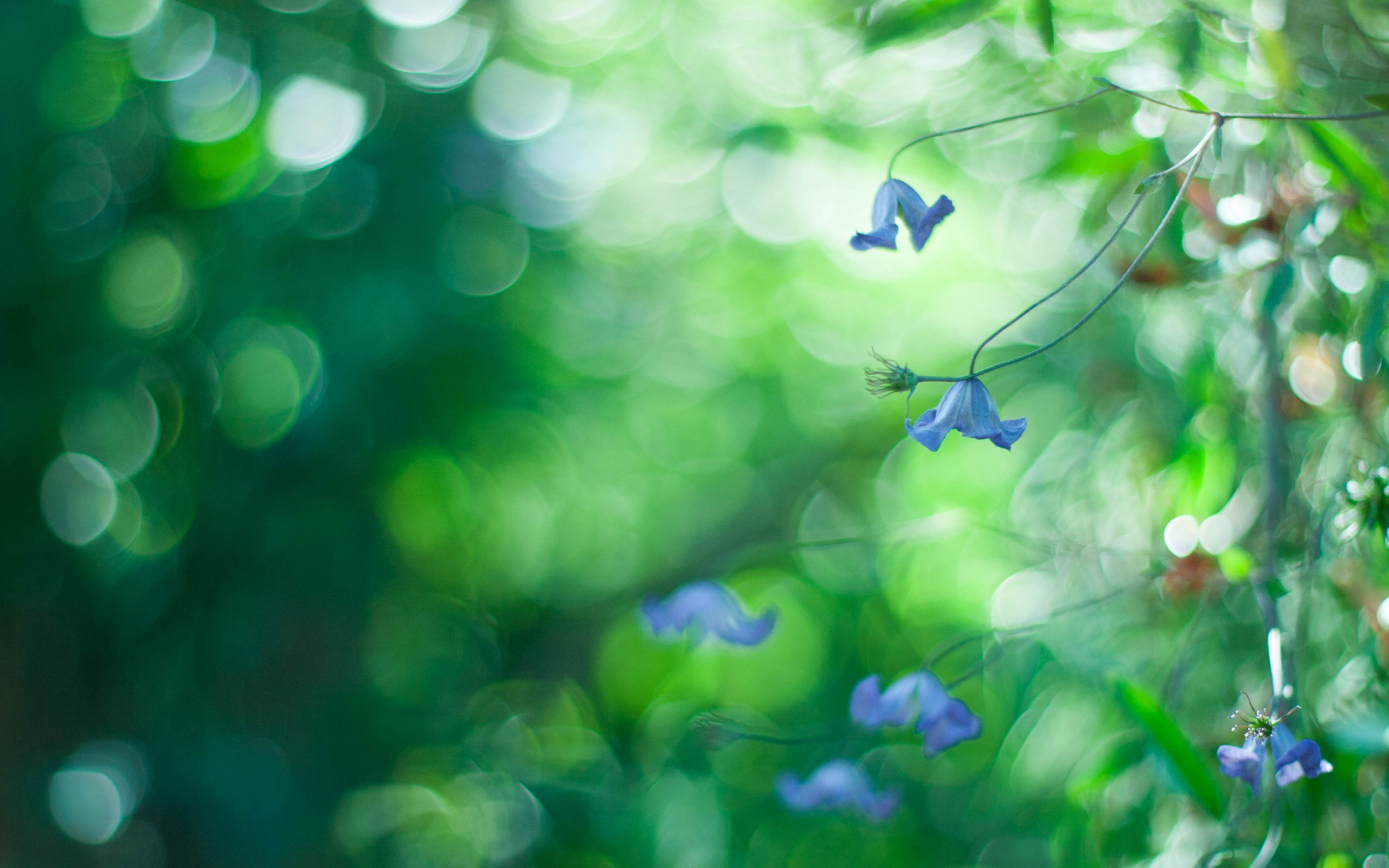 Fondo de pantalla Blue Flowers Macro And Beautiful Bokeh 1920x1200