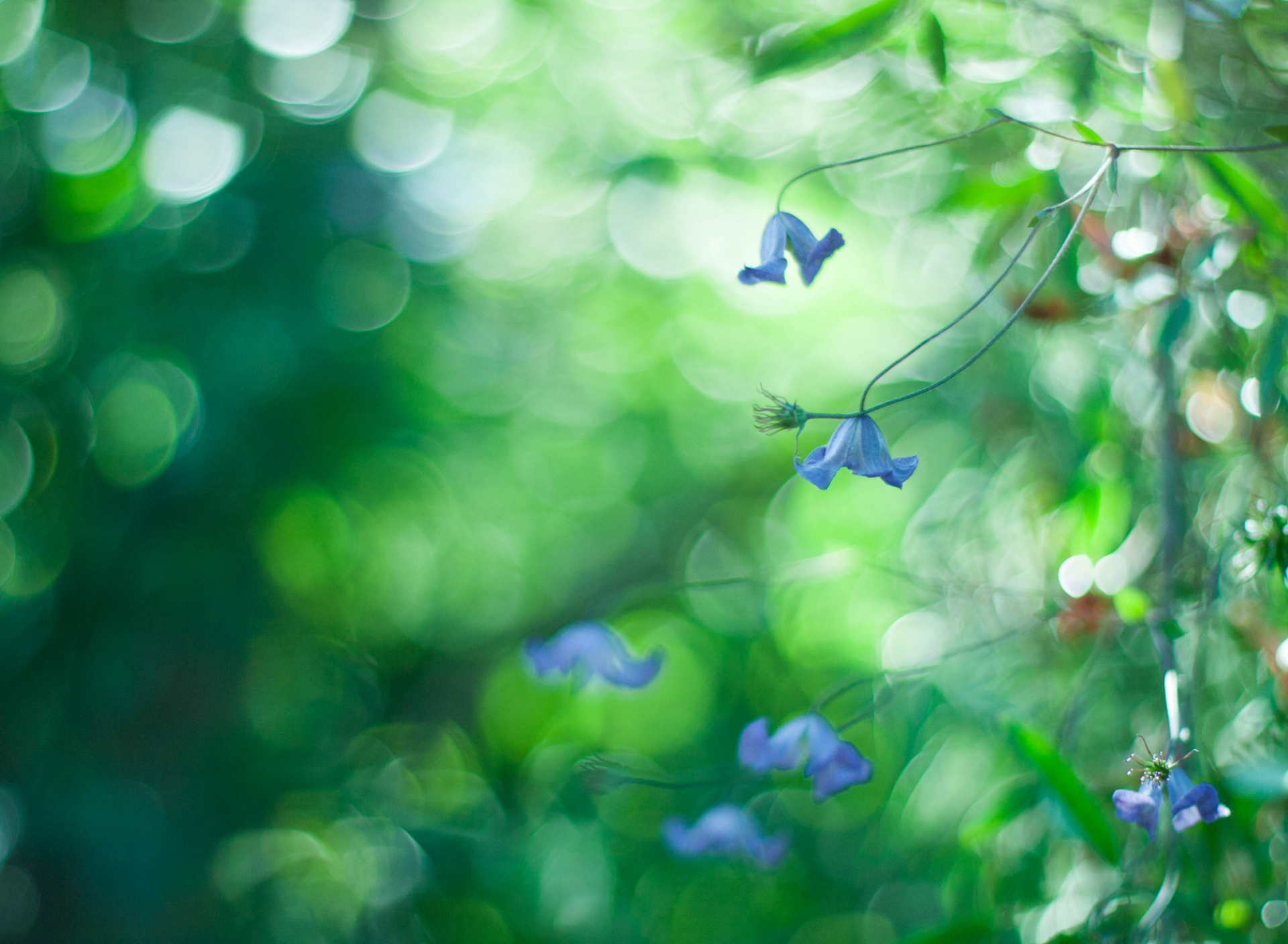 Blue Flowers Macro And Beautiful Bokeh wallpaper 1920x1408