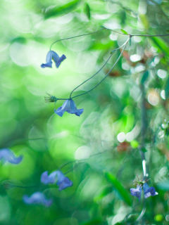 Screenshot №1 pro téma Blue Flowers Macro And Beautiful Bokeh 240x320