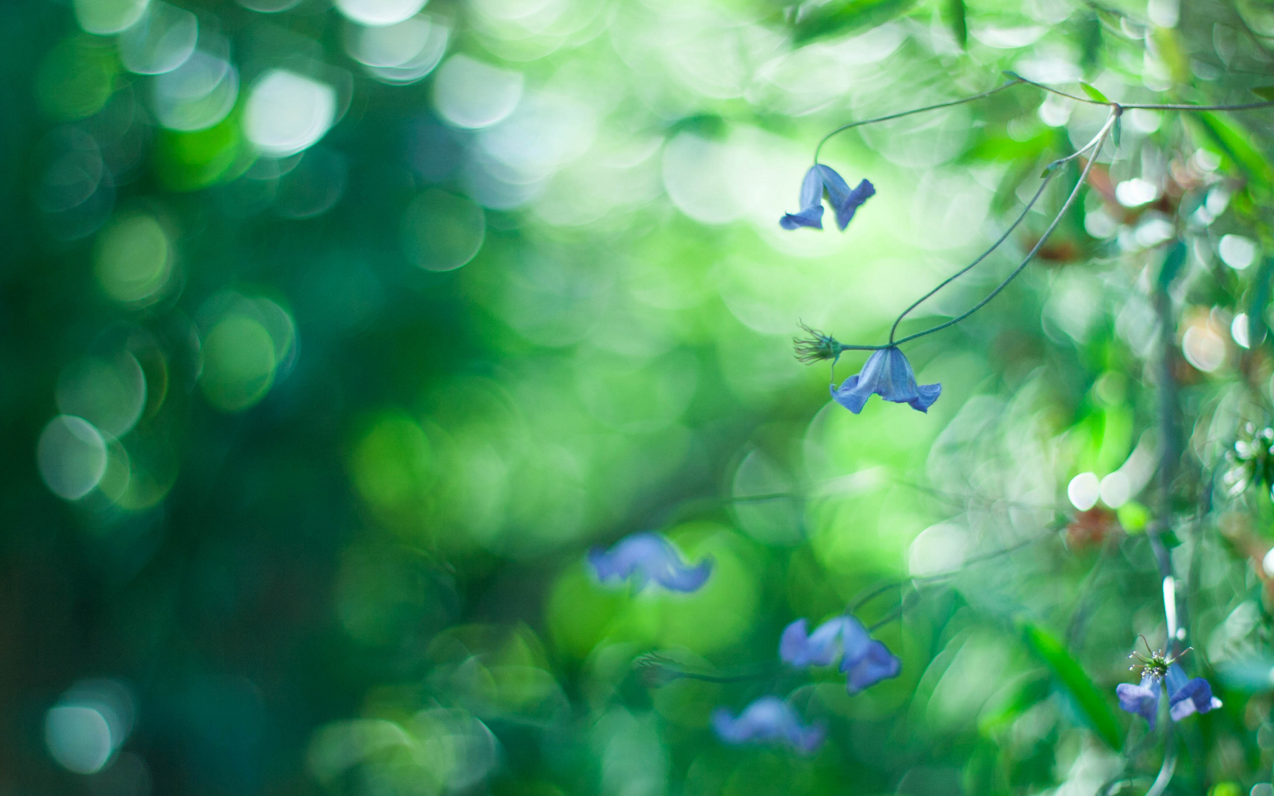 Screenshot №1 pro téma Blue Flowers Macro And Beautiful Bokeh 2560x1600