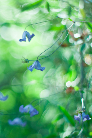 Blue Flowers Macro And Beautiful Bokeh screenshot #1 320x480