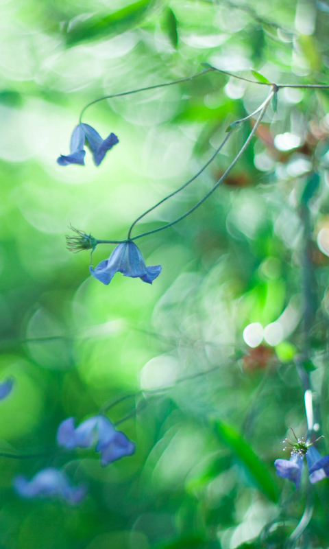 Обои Blue Flowers Macro And Beautiful Bokeh 480x800