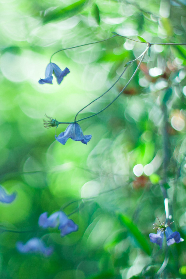 Blue Flowers Macro And Beautiful Bokeh wallpaper 640x960