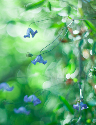 Blue Flowers Macro And Beautiful Bokeh papel de parede para celular para iPhone 4S