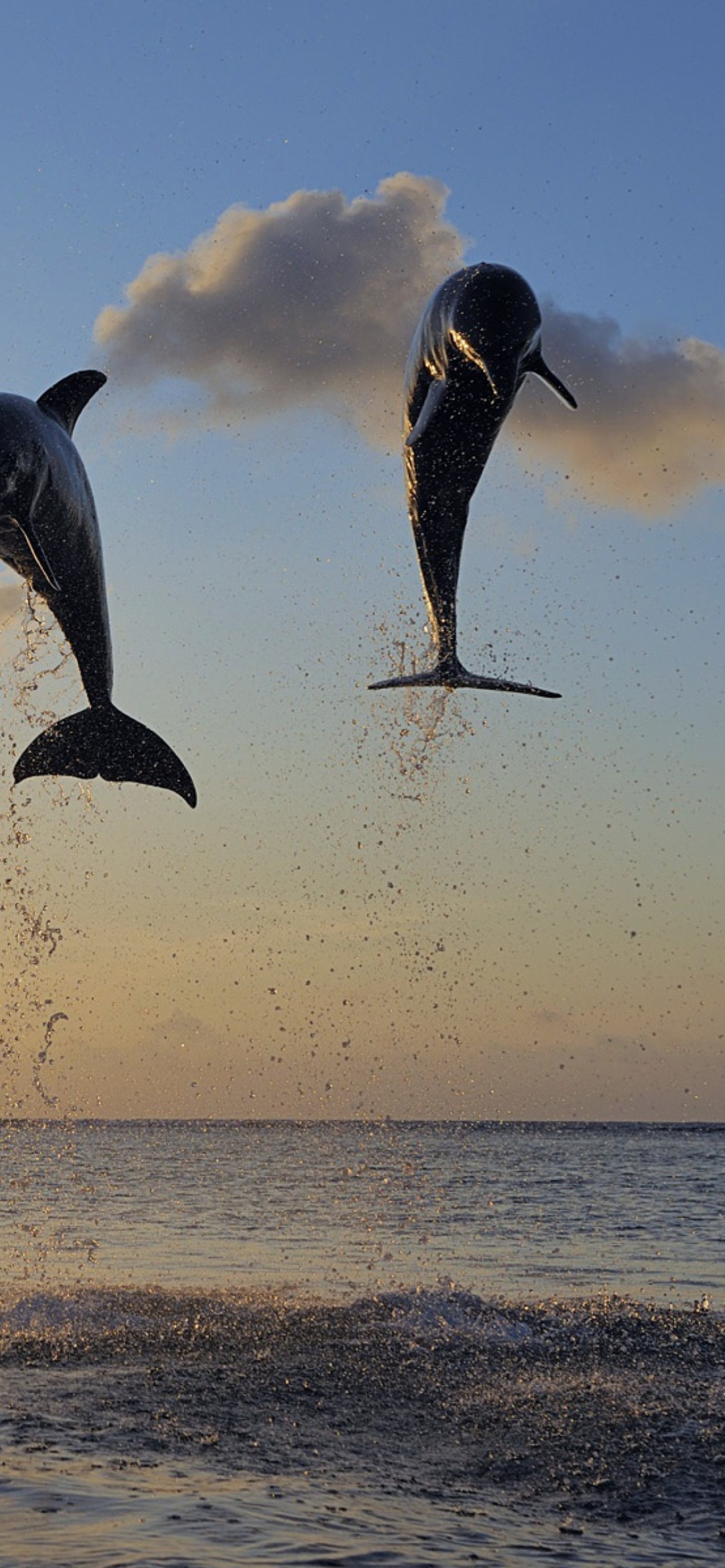 Sfondi Dolphins Jumping 1170x2532