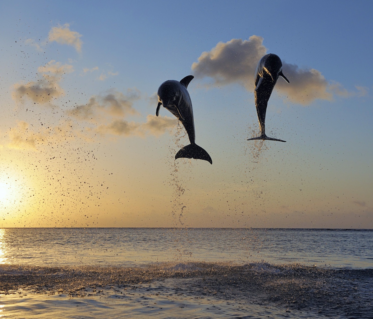 Dolphins Jumping wallpaper 1200x1024