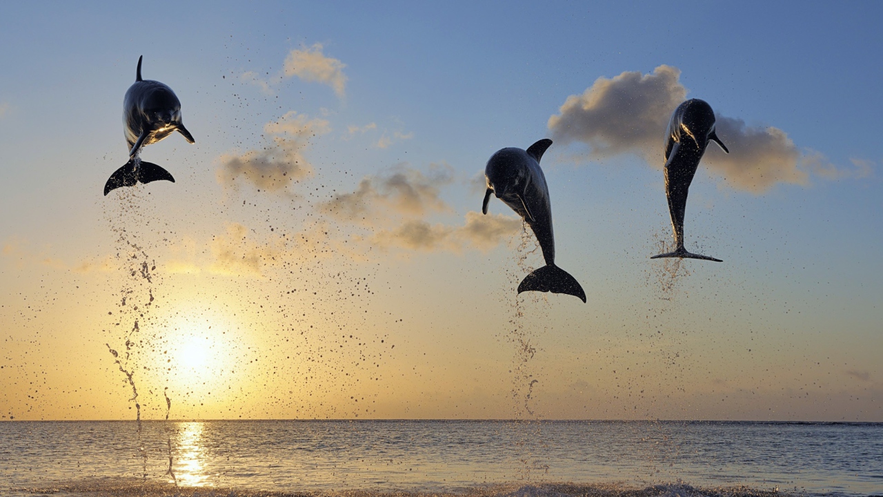 Обои Dolphins Jumping 1280x720