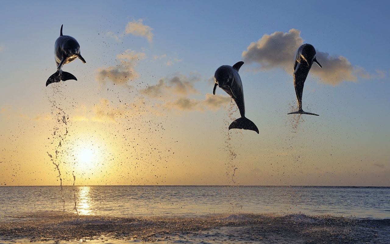 Dolphins Jumping wallpaper 1280x800