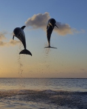 Обои Dolphins Jumping 128x160