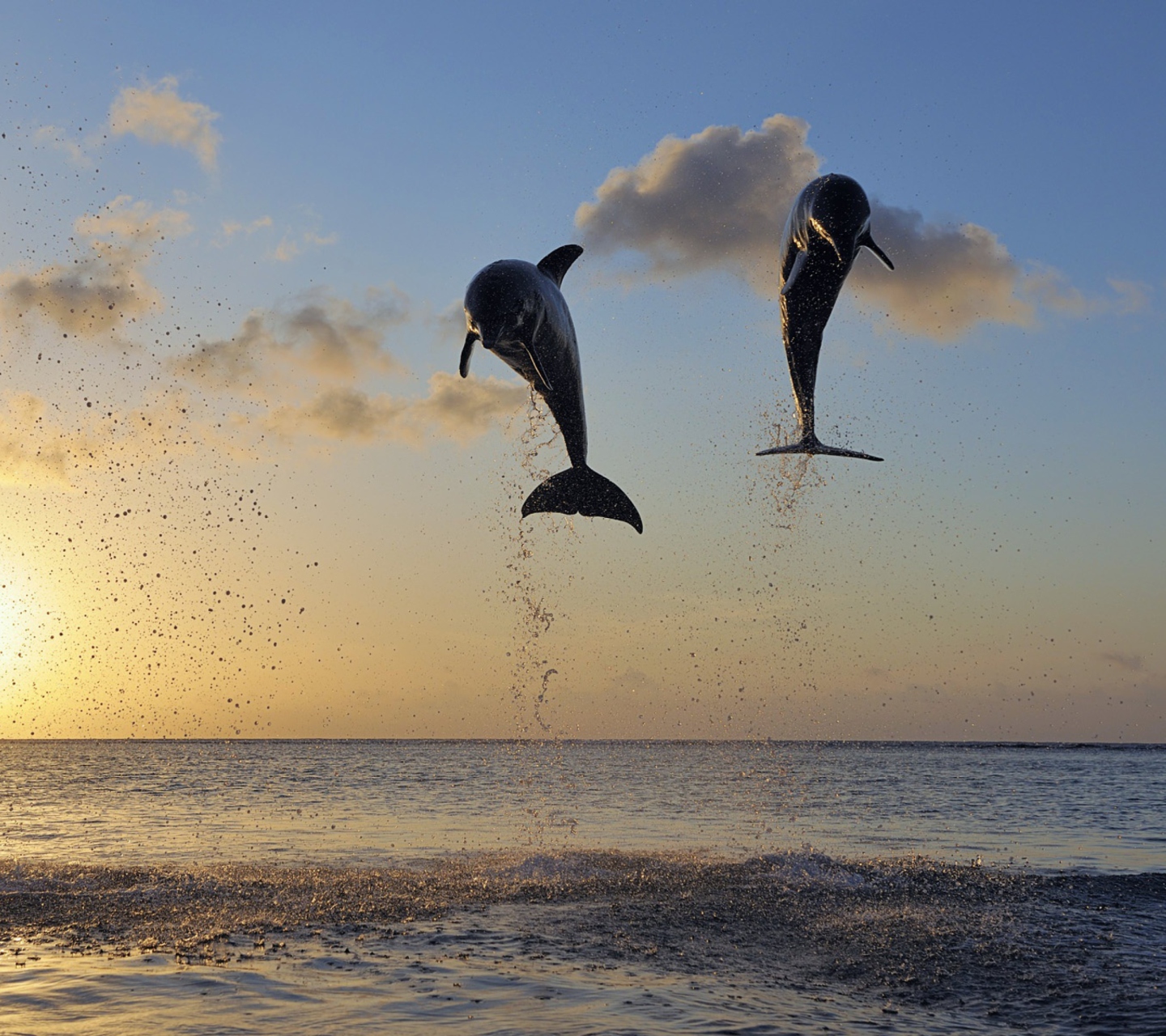 Обои Dolphins Jumping 1440x1280