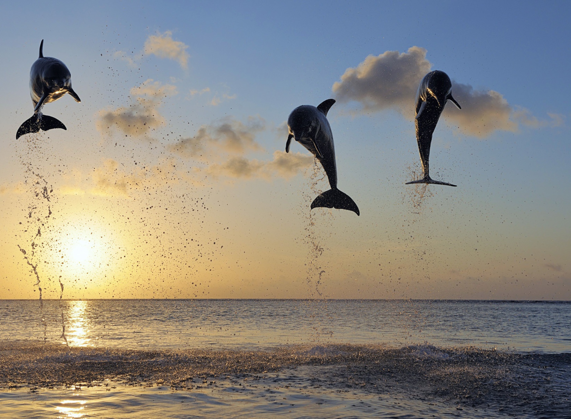 Fondo de pantalla Dolphins Jumping 1920x1408