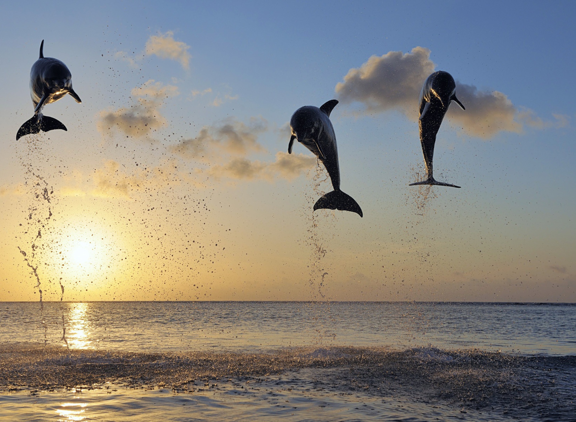 Screenshot №1 pro téma Dolphins Jumping 1920x1408