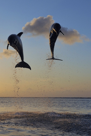 Dolphins Jumping wallpaper 320x480