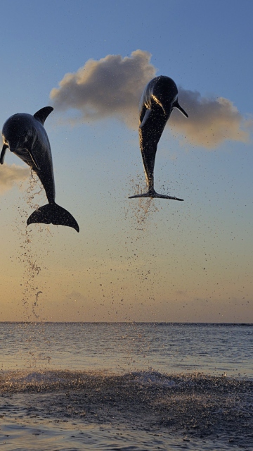 Обои Dolphins Jumping 360x640