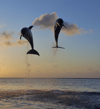 Dolphins Jumping - Obrázkek zdarma pro iPad mini