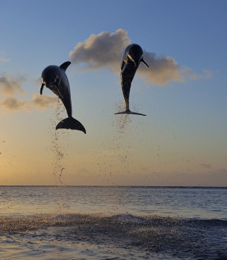 Dolphins Jumping - Obrázkek zdarma pro Nokia C1-00