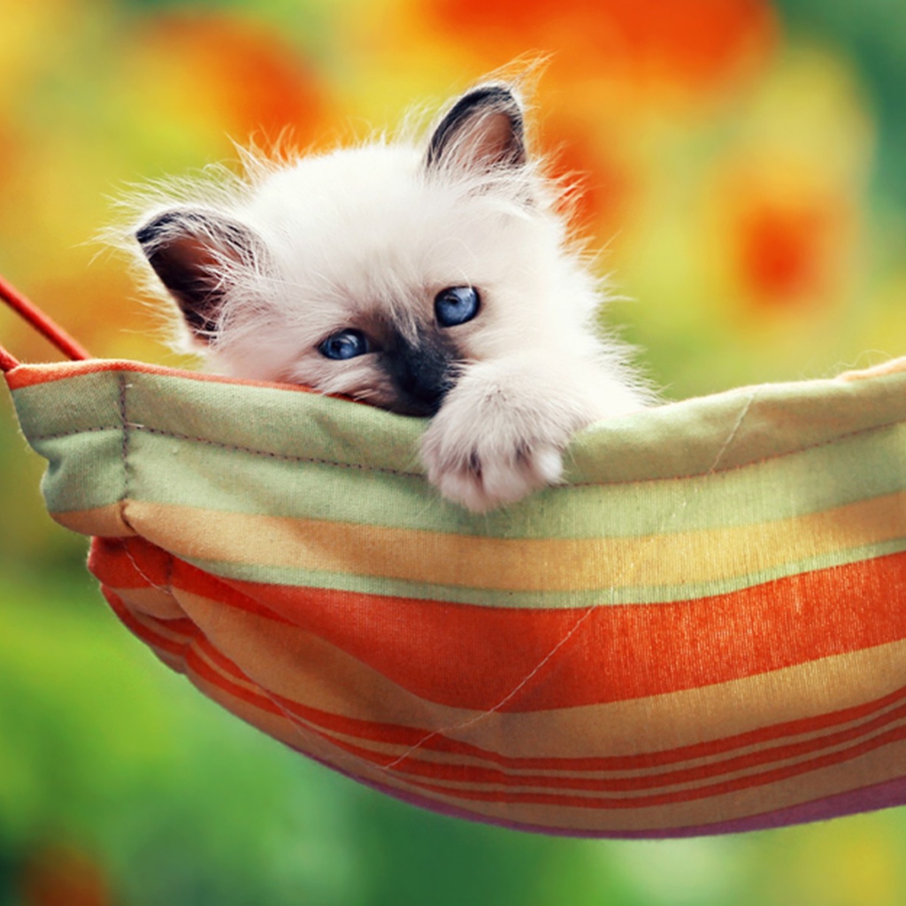 Fondo de pantalla Super Cute Little Siamese Kitten 1024x1024