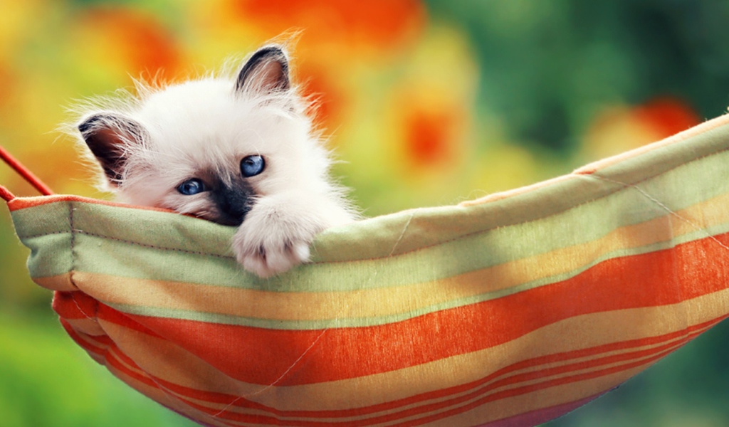 Fondo de pantalla Super Cute Little Siamese Kitten 1024x600