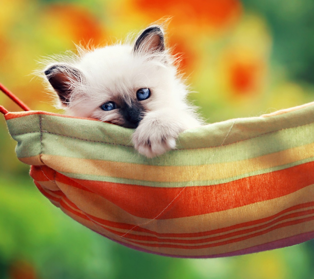 Super Cute Little Siamese Kitten wallpaper 1080x960