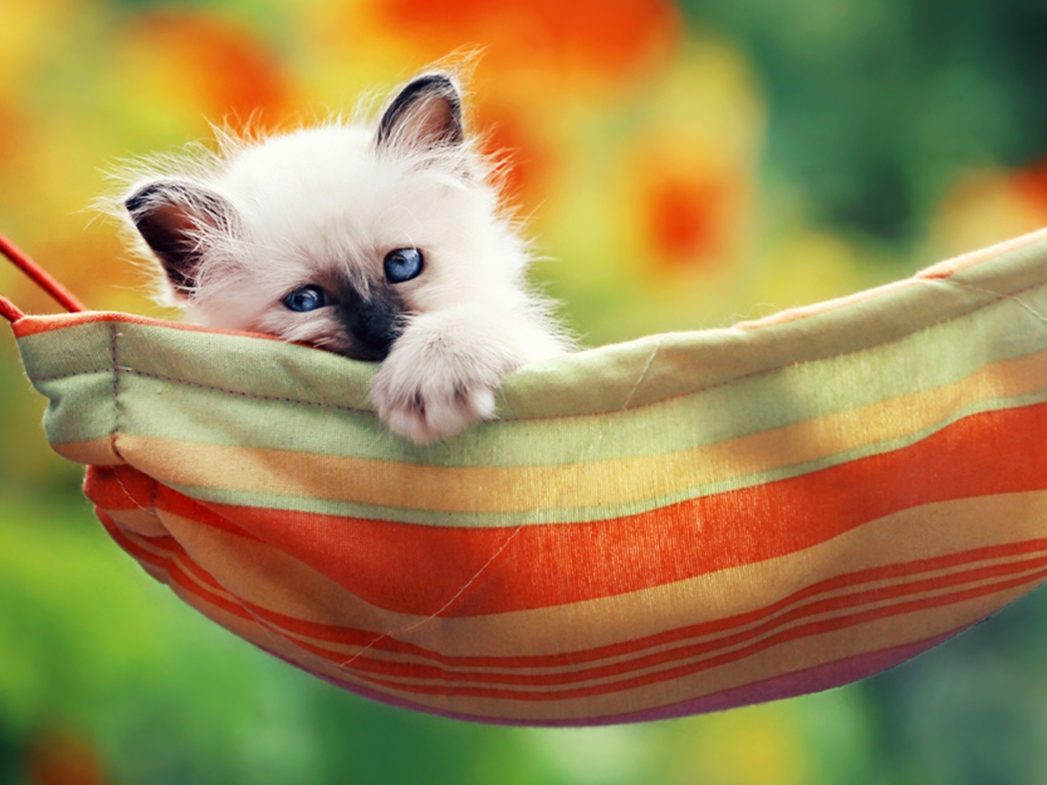 Das Super Cute Little Siamese Kitten Wallpaper 1152x864