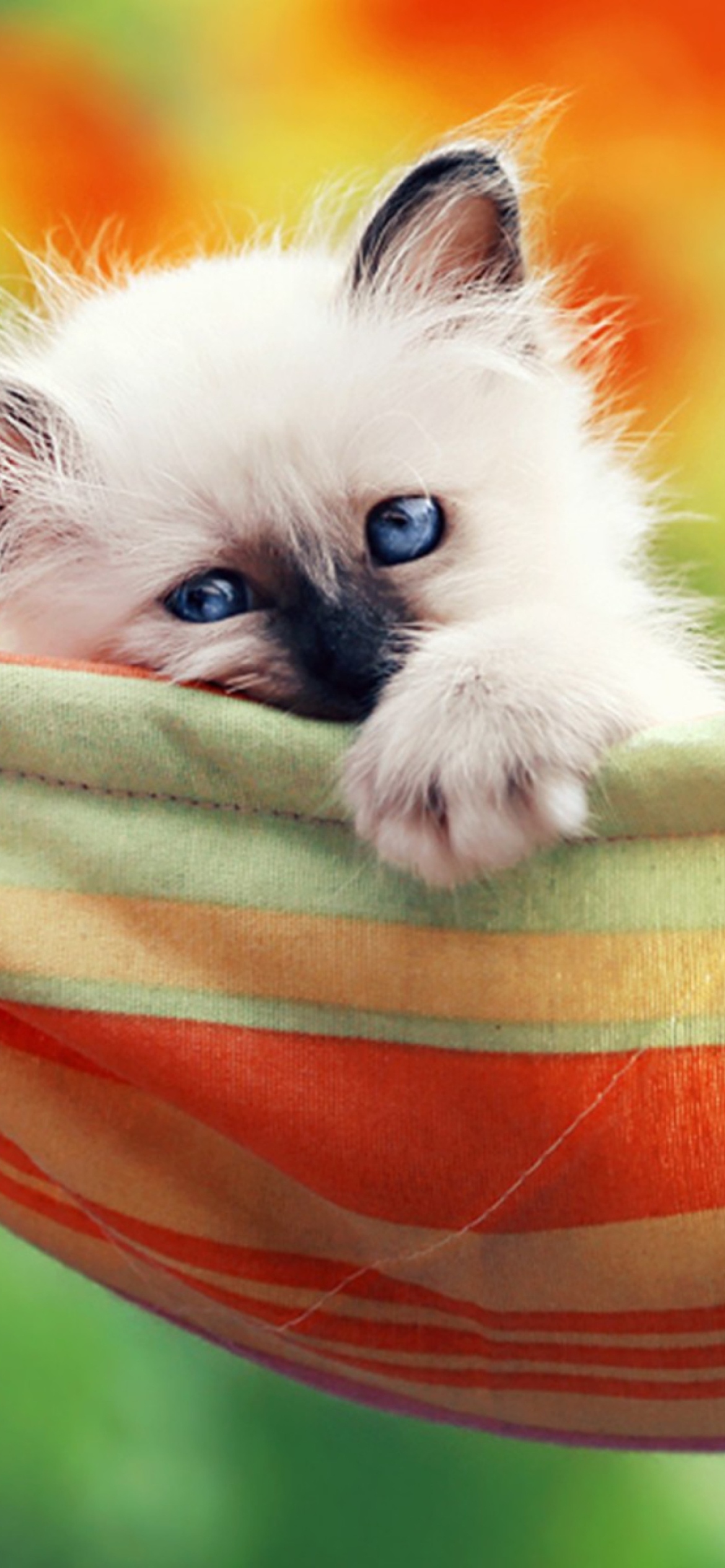 Super Cute Little Siamese Kitten wallpaper 1170x2532