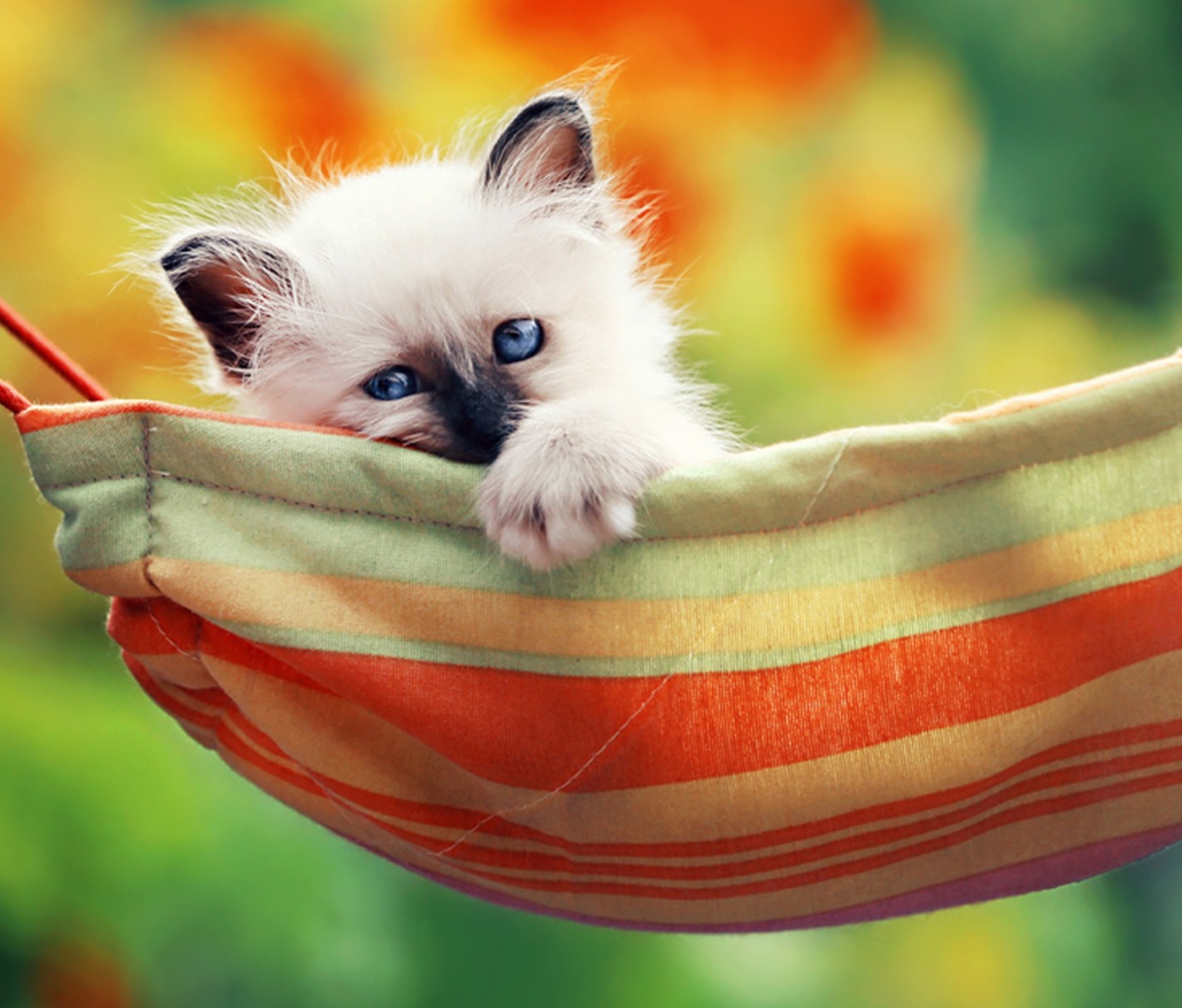 Fondo de pantalla Super Cute Little Siamese Kitten 1200x1024