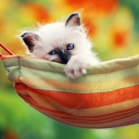 Fondo de pantalla Super Cute Little Siamese Kitten 128x128