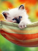 Fondo de pantalla Super Cute Little Siamese Kitten 132x176