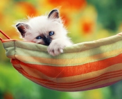 Super Cute Little Siamese Kitten wallpaper 176x144