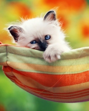 Super Cute Little Siamese Kitten wallpaper 176x220