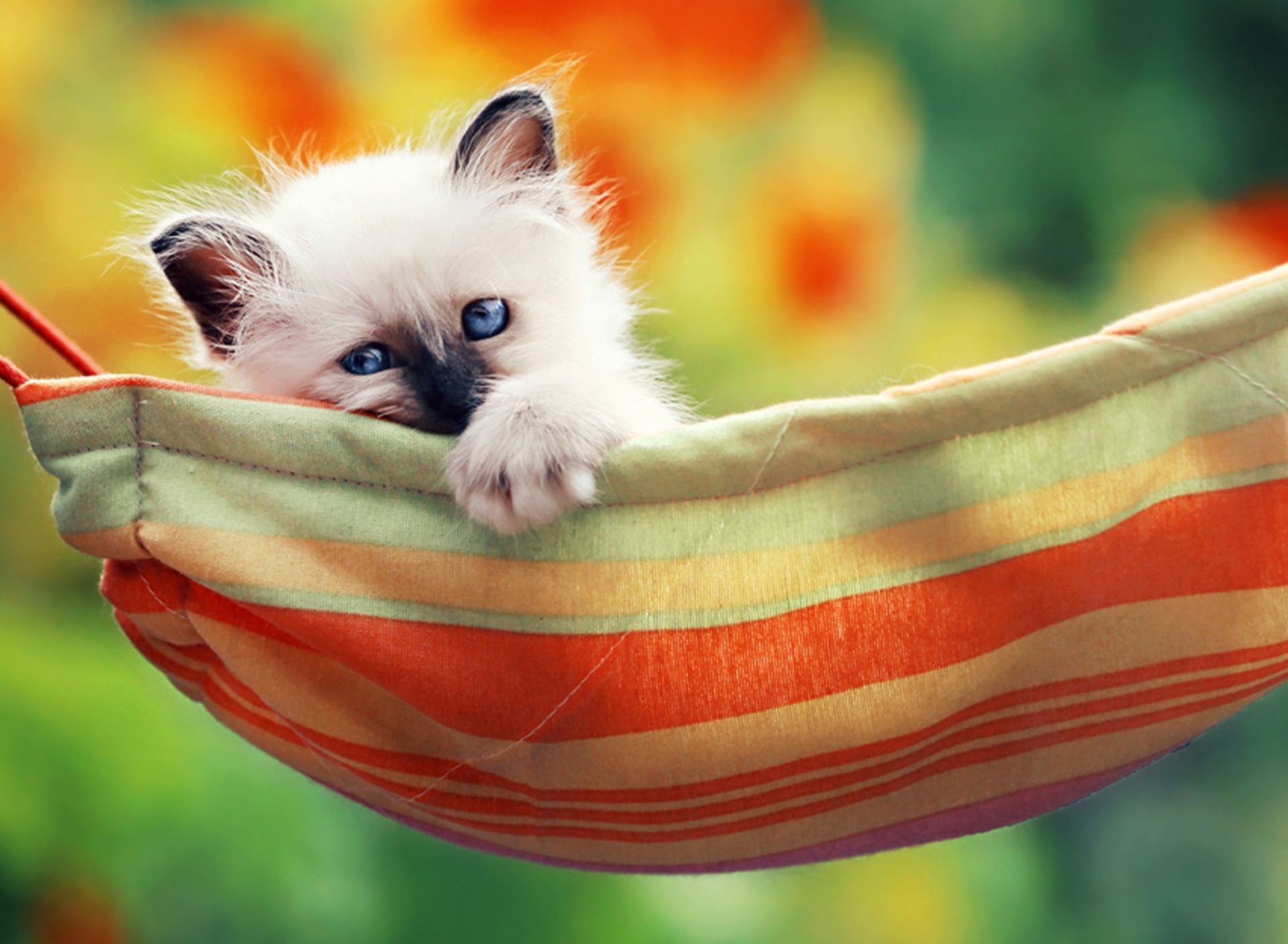 Fondo de pantalla Super Cute Little Siamese Kitten 1920x1408