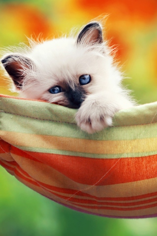 Fondo de pantalla Super Cute Little Siamese Kitten 320x480