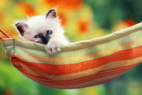 Super Cute Little Siamese Kitten wallpaper 480x320