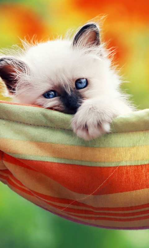 Fondo de pantalla Super Cute Little Siamese Kitten 480x800