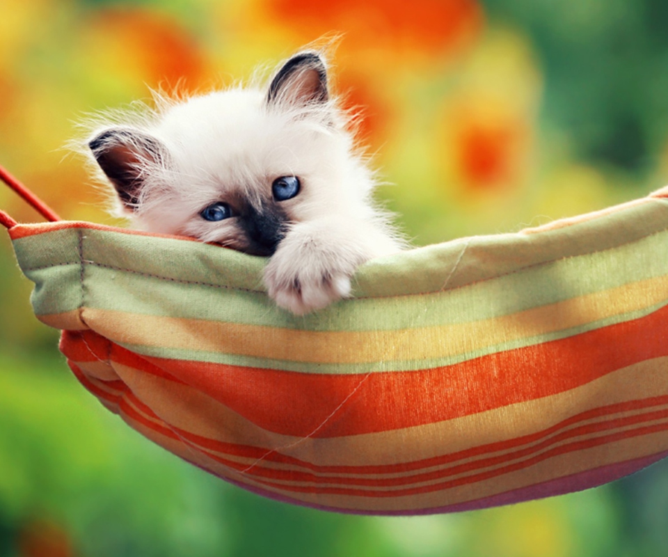 Fondo de pantalla Super Cute Little Siamese Kitten 960x800