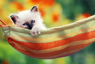 Super Cute Little Siamese Kitten Picture for Android, iPhone and iPad