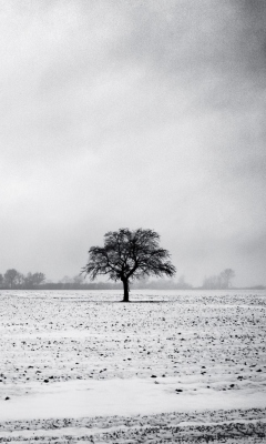 Fondo de pantalla Black And White Winter 240x400