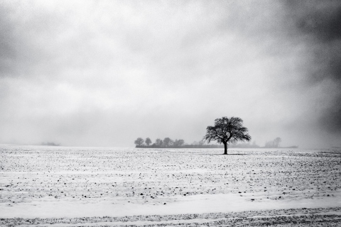 Black And White Winter screenshot #1 480x320