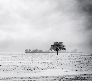 Black And White Winter - Obrázkek zdarma pro 208x208