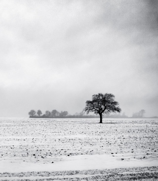 Black And White Winter - Obrázkek zdarma pro iPhone 6 Plus